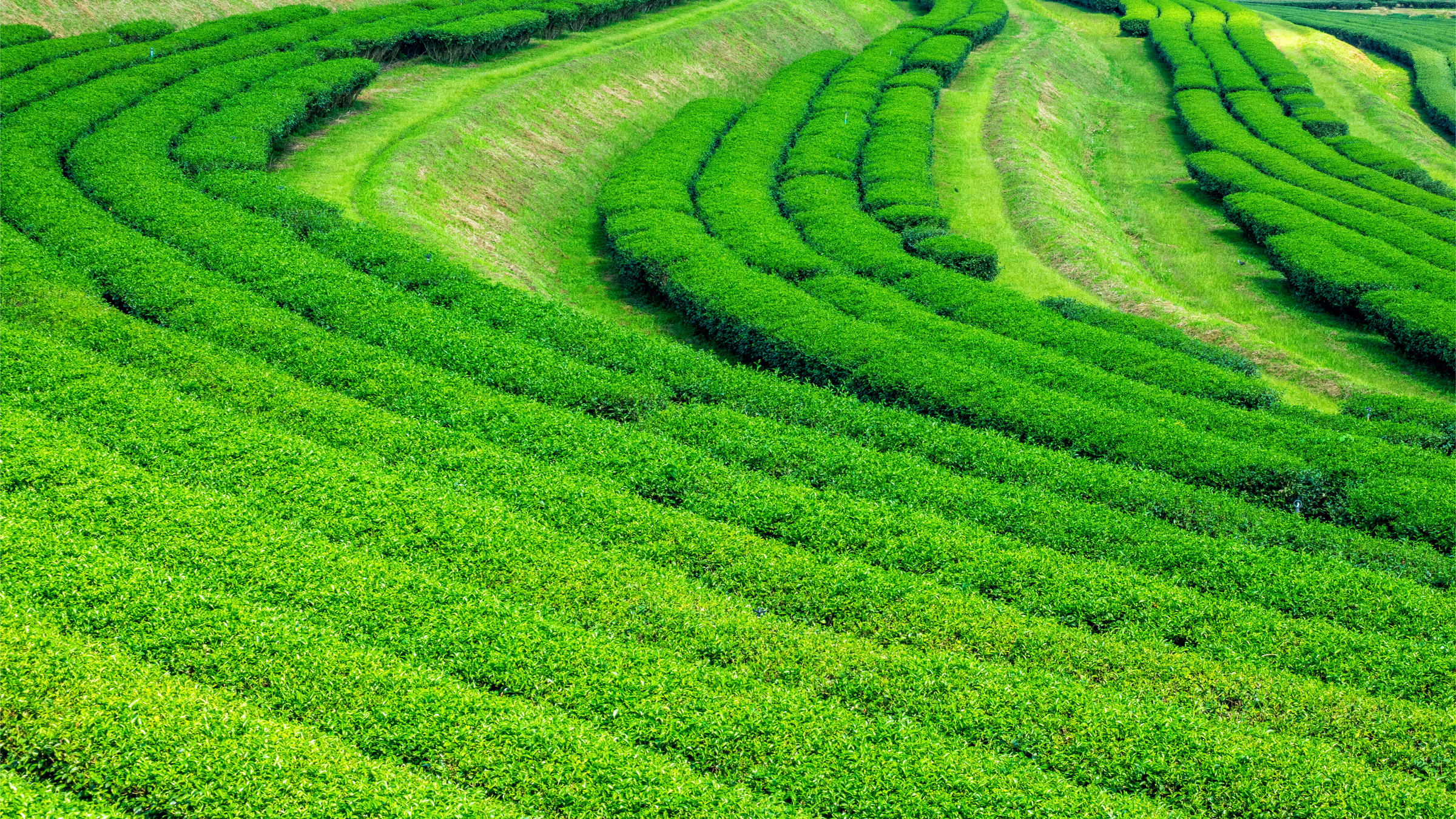 Araksa Tea Plantation